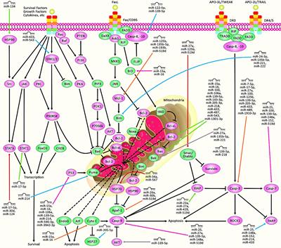 Frontiers Contribution Of Mirnas In The Pathogenesis Of Breast Cancer